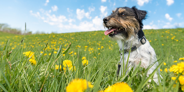 Cute Jack Russell Terrier dog are sitting in a meadow with dandelions in spring in front of blue background. smooth-haired 3 years old