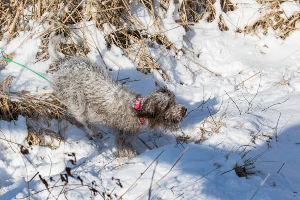 istock wirehaired pointing griffon in the snow 1087884392