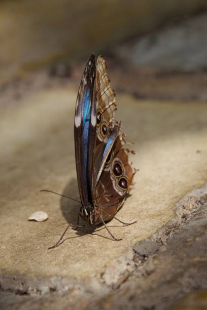 istock Brown and blue butterfly with folded wings 1087884442