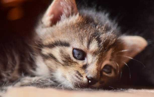 kittens - animal domestic cat basket kitten imagens e fotografias de stock