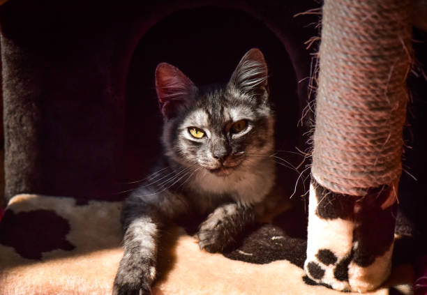 kittens - animal domestic cat basket kitten imagens e fotografias de stock