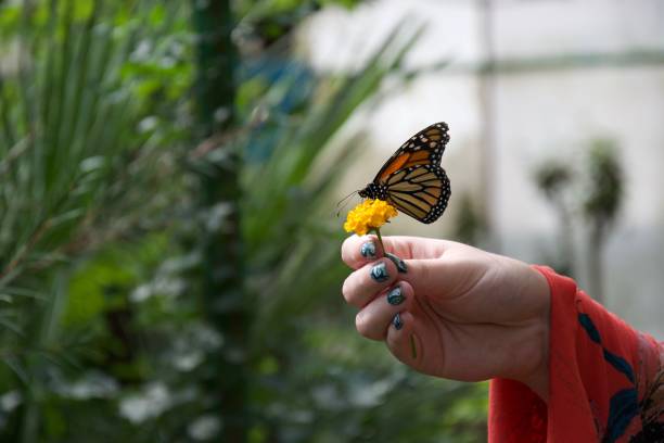istock Lady holding a flower and a butterfly 1087885820
