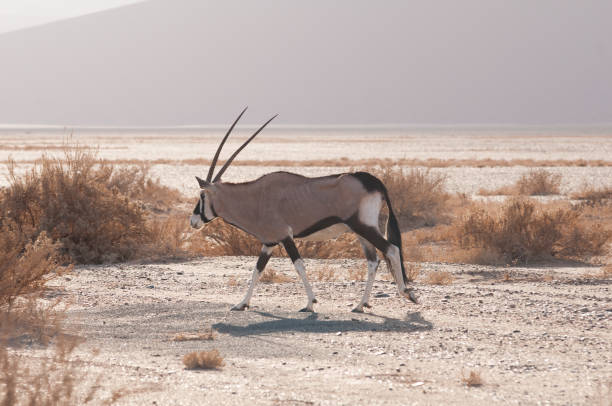 istock Gemsbok walking through desert/savannah in Namibia 1087886452