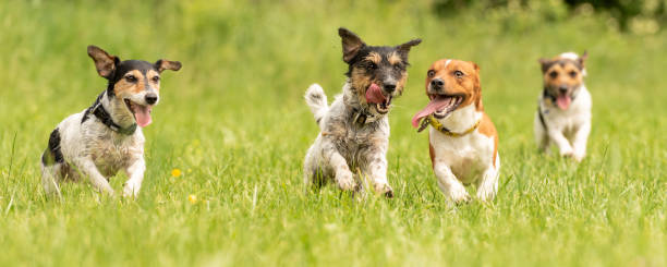 A pack of small Jack Russell Terrier are running and playing together in the meadow with a ball Many dogs run and play with a ball in a meadow - a cute pack of Jack Russell Terriers agility animal canine sports race stock pictures, royalty-free photos & images