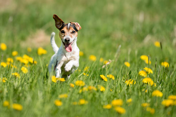 engraçado cachorro jack russell terrier, executar em um verde prado de florescência - spring flower dandelion expressing positivity - fotografias e filmes do acervo