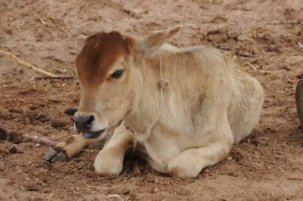 It is the calf of an indian breed.