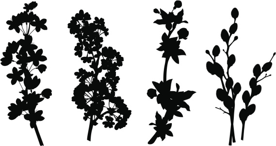 Cherry, bird-cherry, apple and pussy-willow branches. Fictional artistic image, biological correctness is absent.