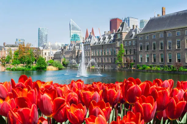 view of Binnenhof - Dutch Parliament at spring with tulip flowers, The Hague, Holland