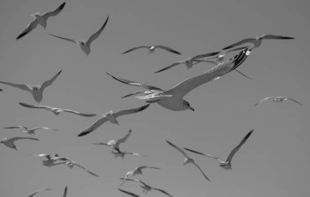 istock Flock of Seagulls Taking a Bath 1087902798
