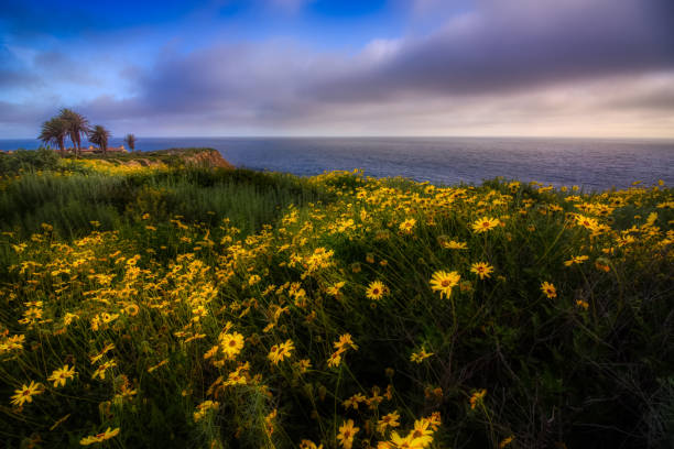 Anacapa Island, CA , Pump House & Wild Flowers