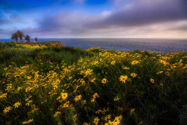 Rancho Palos Verdes Super Bloom Beautiful black-eyed susan flowers covering the cliffs during the California Super Bloom of 2017, Rancho Palos Verdes, California rancho palos verdes stock pictures, royalty-free photos & images