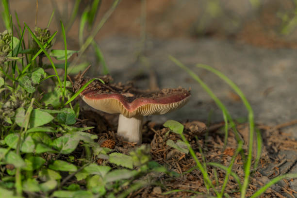 istock Red russula in summer Moravia forest with green leafs 1087906418