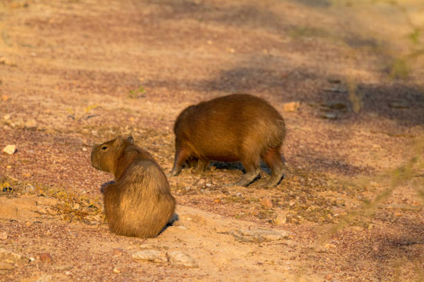 istock Capybara in Pantanal Wetlands, Brazil 1087906534