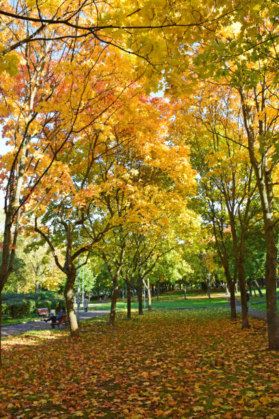 istock Maple Alley in the park 1087908030