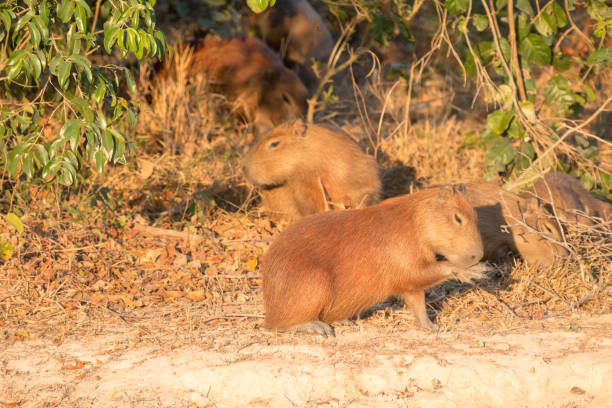 istock Capybara in Pantanal Wetlands, Brazil 1087908042