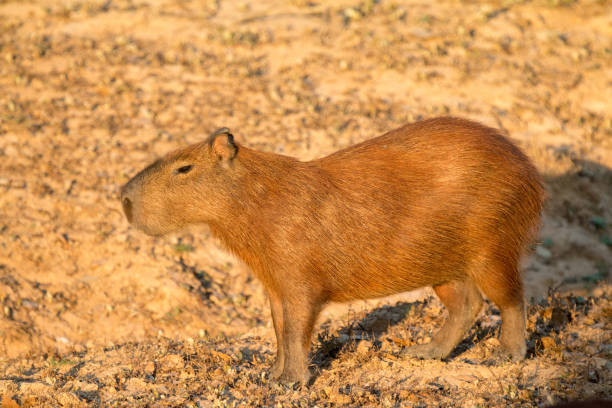 istock Capybara in Pantanal Wetlands, Brazil 1087908050
