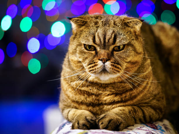 istock brown stripped scottish fold cat against a colorful blurred background 1087908546