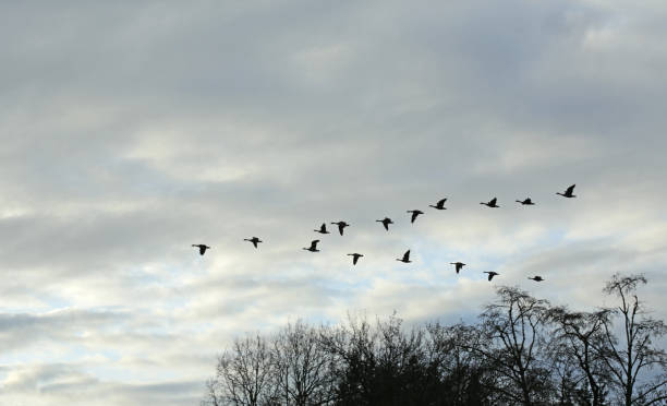 istock Canada Geese Flying Above the Wetlands 1087908636