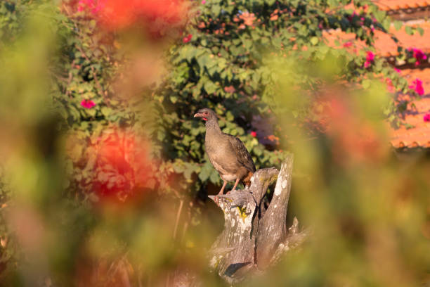 Chaco Chachalaca in Pantanal Wetlands, Brazil