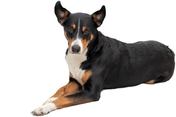 istock Appenzeller Mountain Dog on white background 1087912816