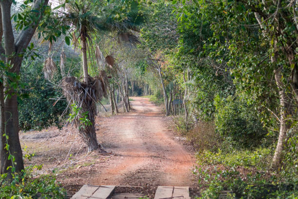 istock Dirt Road in The Pantanal, Brazil 1087914208