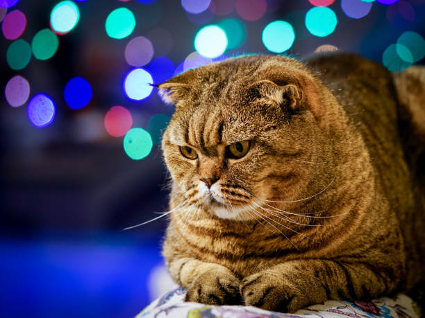 istock brown stripped scottish fold cat against a colorful blurred background 1087914340