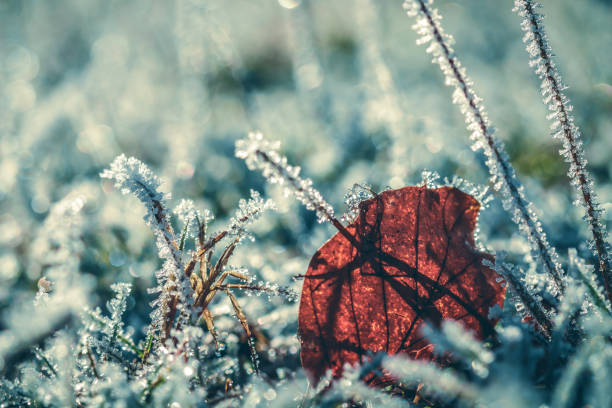 凍結する冬の牧��草地に茶色の葉のクローズ アップのマクロ写真 - winter close up nature macro ストックフォトと画像