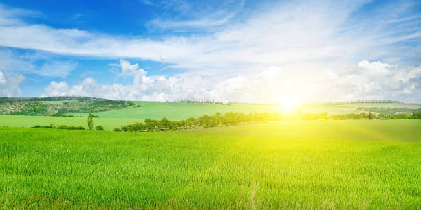 istock Green field and blue sky with light clouds. 1087916036
