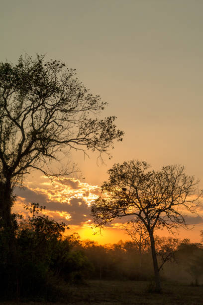istock Sunset in Pantanal Wetland, Brazil 1087918302