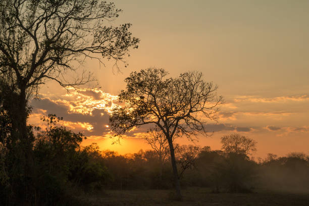 istock Sunset in Pantanal Wetland, Brazil 1087919376