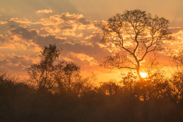 istock Sunset in Pantanal Wetland, Brazil 1087919400