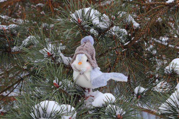 piękny ptak w ciepłym kapeluszu siedzi na gałęzi choinki. zima, śnieg, boże narodzenie lub nowy rok. abstrakcyjne tło, miękka ostrość - christmas winter non urban scene pine tree zdjęcia i obrazy z banku zdjęć