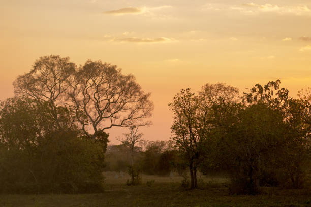 Sunset in Pantanal Wetland, Brazil