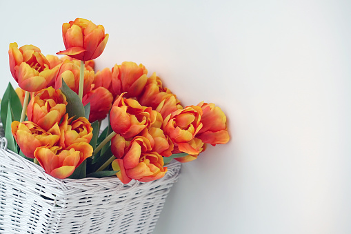 Bouquet of red tulips in a basket on a white background