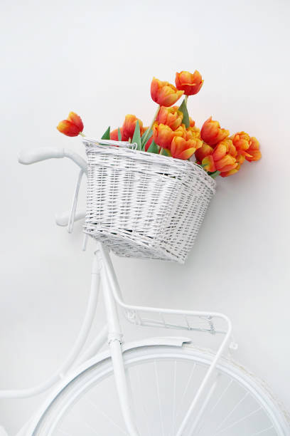 bouquet of red tulips in a basket on a white background - bicycle isolated basket red imagens e fotografias de stock