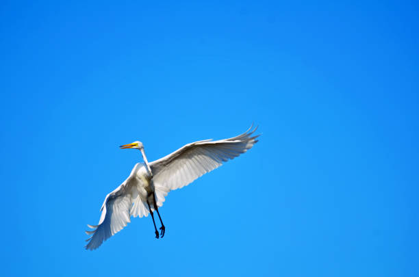 istock Great white egret banking in flight with funny expression, wings bent, tail spread, black legs, long neck and orange beak open shown in the lower left hand corner against a clear blue sky background. 1087923740