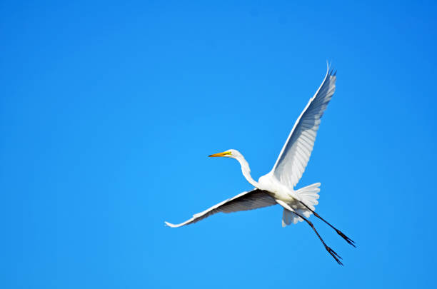 garza blanca con alas blancas, cola y patas negras brillantes extendidas en vuelo, con largo cuello y detalle de pluma que se muestra en la esquina inferior derecha sobre un fondo de cielo azul. - wading snowy egret egret bird fotografías e imágenes de stock