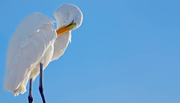 grande aigrette, debout à gauche aile activement lissage à cou fortement courbé, masque pour les yeux jaune vif et bec orange, baignées de soleil front contre le ciel bleu ensoleillé, prise en bas en levant. - great white heron snowy egret heron one animal photos et images de collection