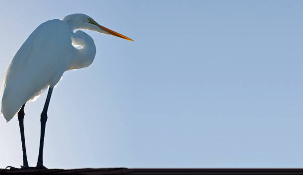 grande aigrette permanent laissé avec pattes longues noires, courbé cou en forme de s, regardant fixement dans la distance et bec orange rougeoyante, ventre et le cou contre le ciel bleu crépuscule prise de l’arrière en levant. - great white heron snowy egret heron one animal photos et images de collection