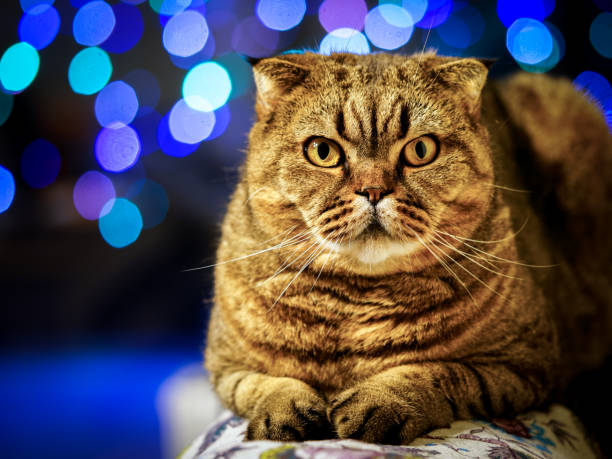 istock brown stripped scottish fold cat against a colorful blurred background 1087927190