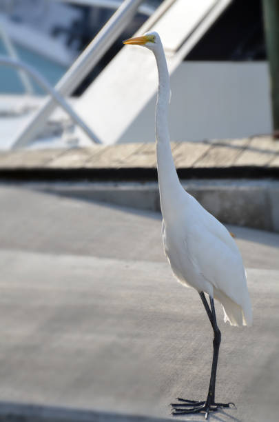 closeup complet côté de grande aigrette debout sur dock droit de l’espace de copie, avec les jambes noires, cou long et droit, des yeux jaunes lumineux et en partie ouvrir le bec orange sur fond brun marina. - great white heron snowy egret heron one animal photos et images de collection