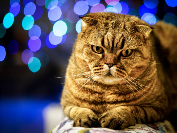istock brown stripped scottish fold cat against a colorful blurred background 1087927304