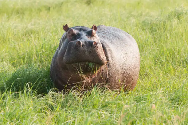 Photo of an hippo in Okavangodelta (Botsuana) eating grass. The animal is looking in the camera.