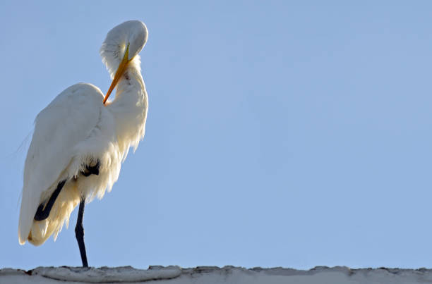 grande aigrette, debout à gauche sur une jambe de lissage avec cou fortement tordue d’une forme de treble clef, masque pour les yeux jaune vif et bec orange, baignées de soleil front contre le ciel bleu. - great white heron snowy egret heron one animal photos et images de collection