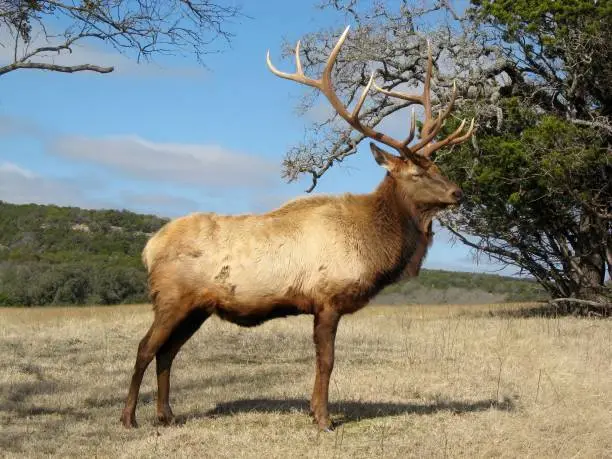 elk in the Texas Hill Country