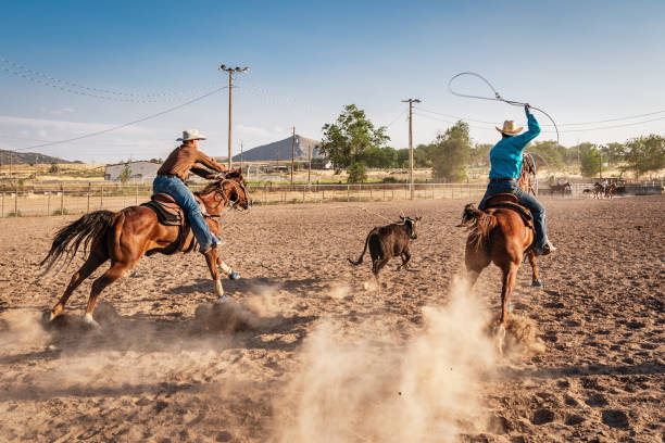 cowboys stier jagen wettbewerb ausbildung - rodeo cowboy motion horse stock-fotos und bilder