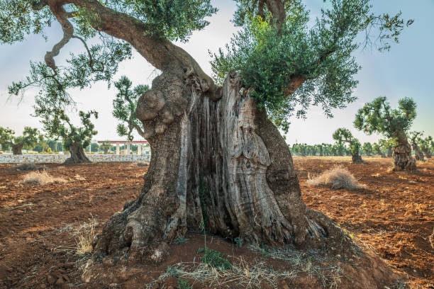 istock Mediterranean olive plantation and an old olive tree. 1087932688