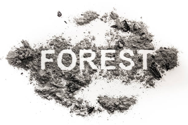 istock Forest word written in ash, dust, filth as nature catastrophe 1087932738