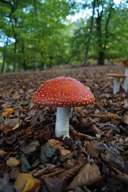 istock Fly Agaric (Amanita muscaria) mushroom on the forest floor 1087934432