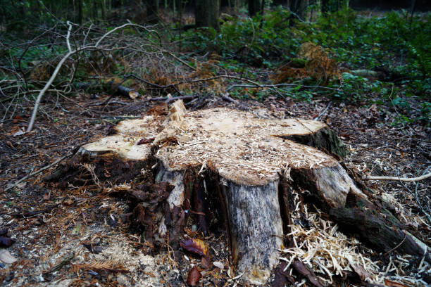 istock Freshly cut tree stumps in woodland 1087934780